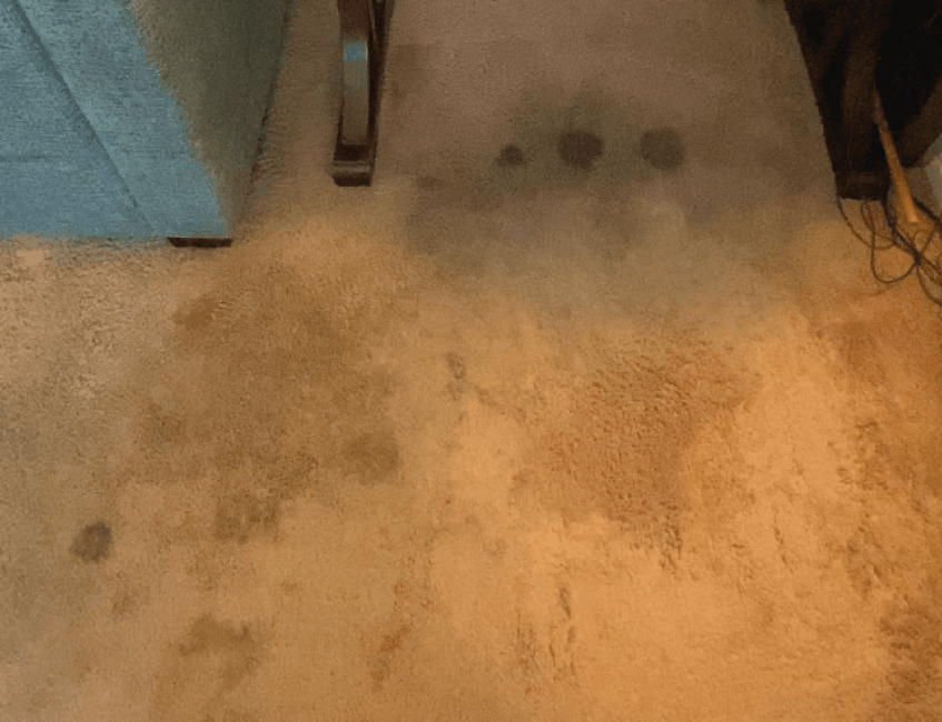 Rug Cleaning Services