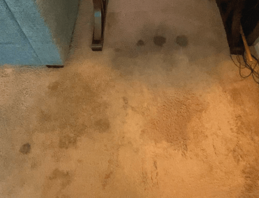 Rug Cleaning Services